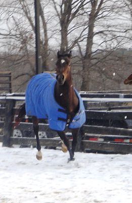 Neigh's Horse Blanket Repair